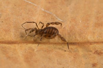 Media type: image; Invertebrate Zoology 151595